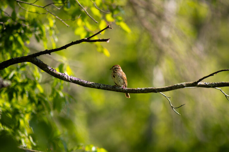 Lincoln's Sparrow