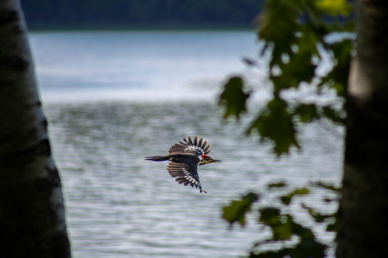 pileated woodpecker in maine