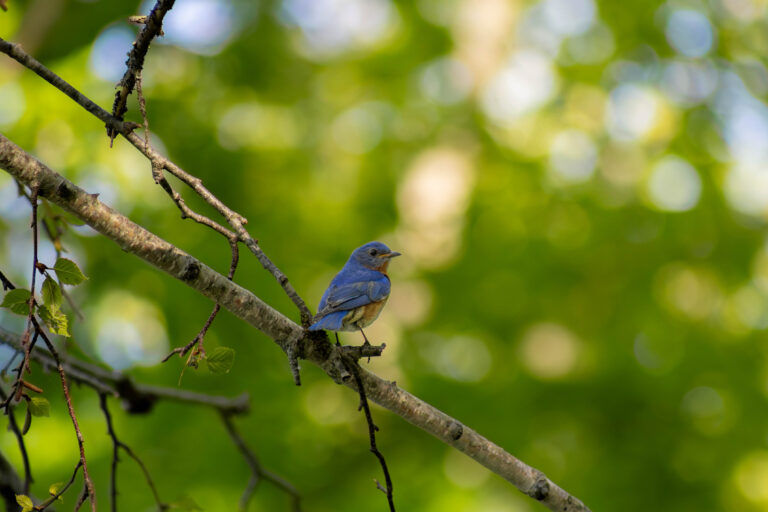 Eastern bluebird in Maine