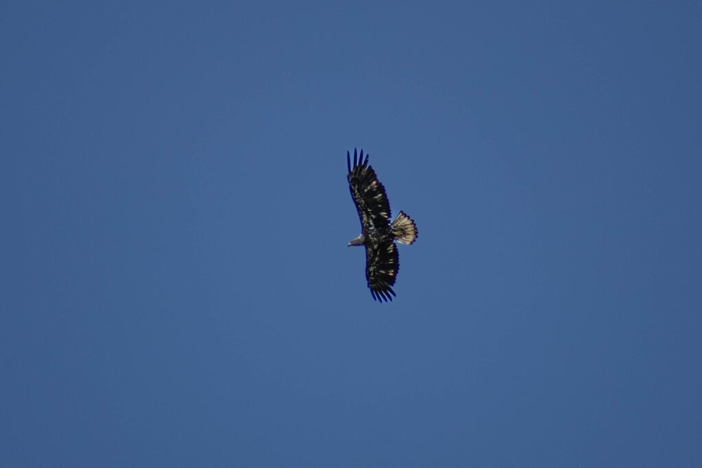 Bald eagle in maine