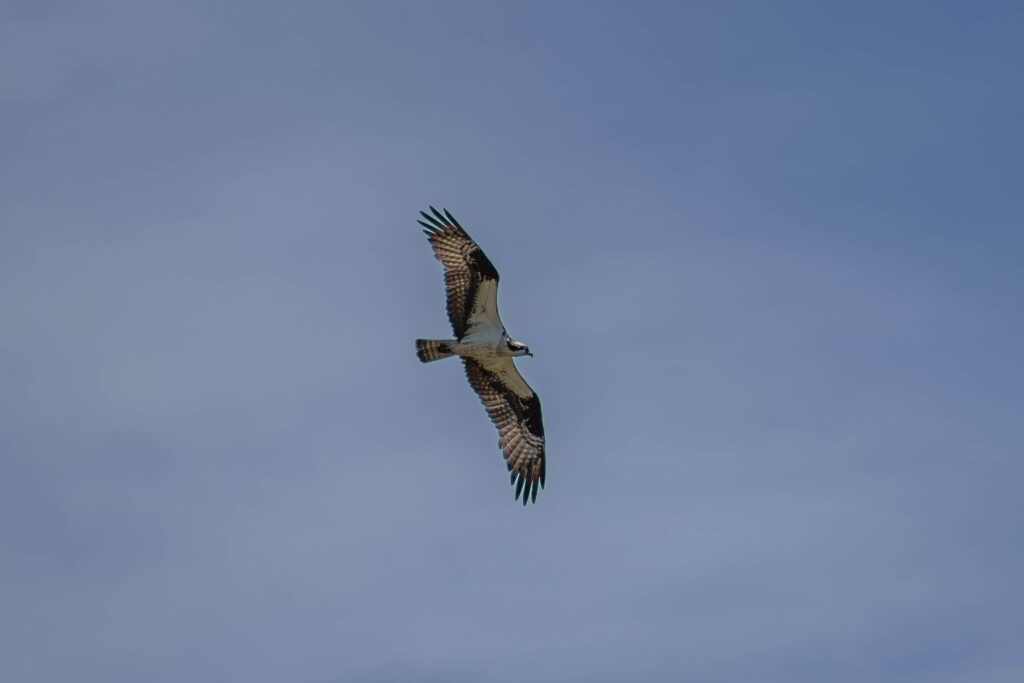 Osprey in maine