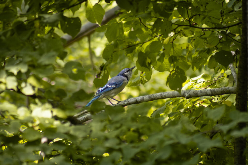 blue jay in maine